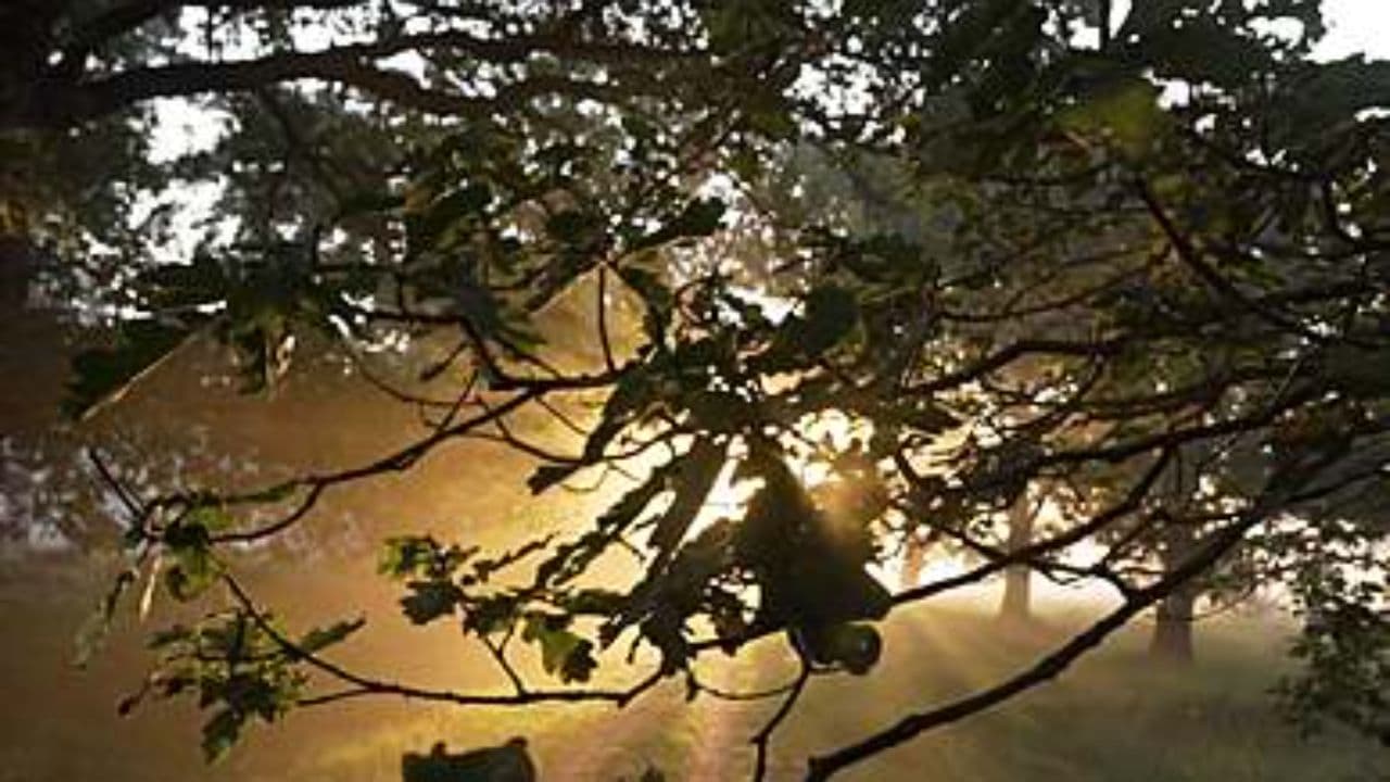 Светлый день