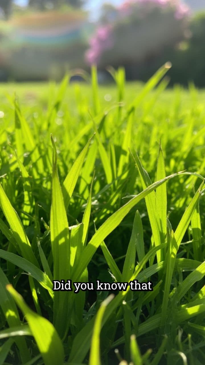 The Surprising Science of Grass Scent