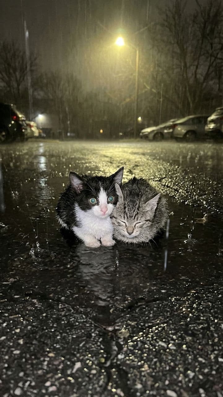 Gatito rescatado bajo la lluvia