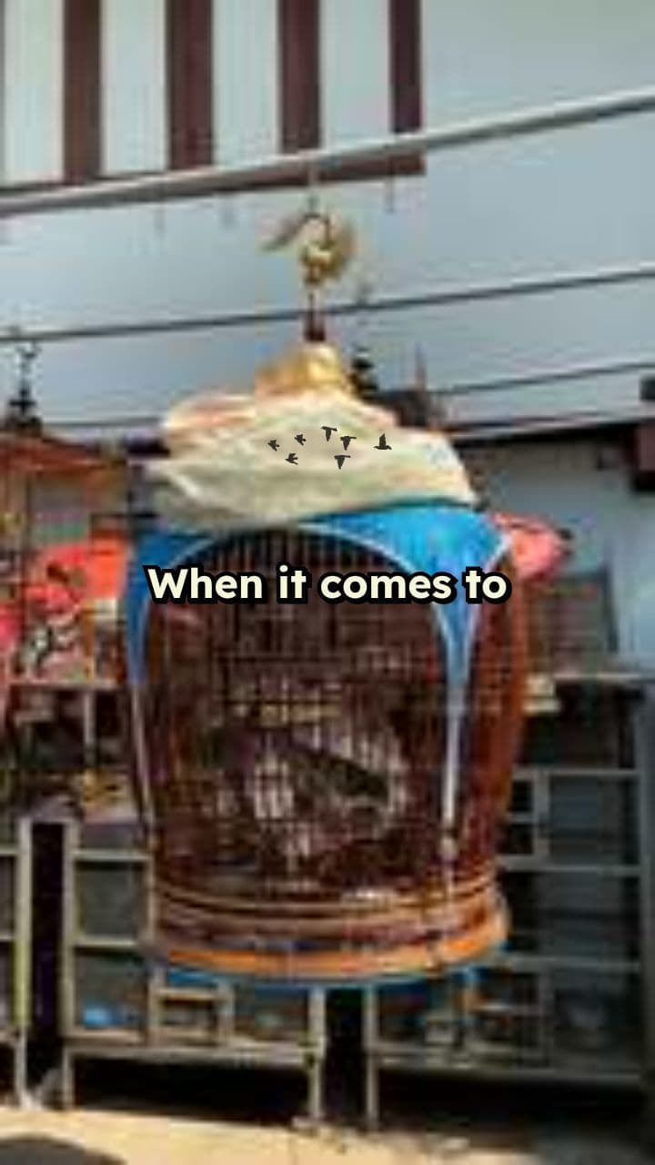 Nightingale vs Canary: Singing Showdown