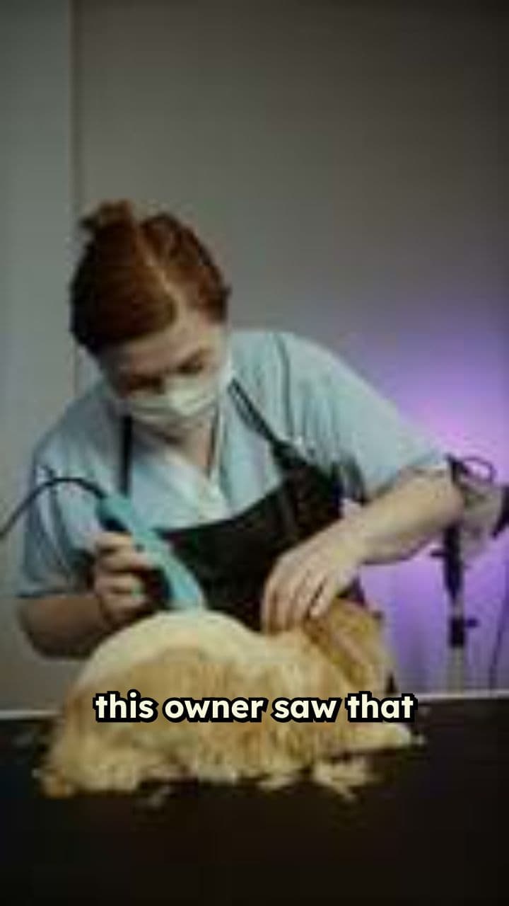 Cat’s Trim and Funny Dress-Up