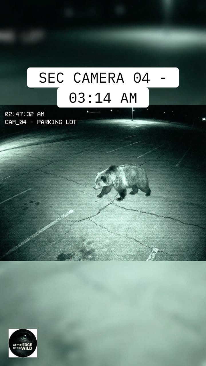Nighttime Intruder: Parking Lot Bear