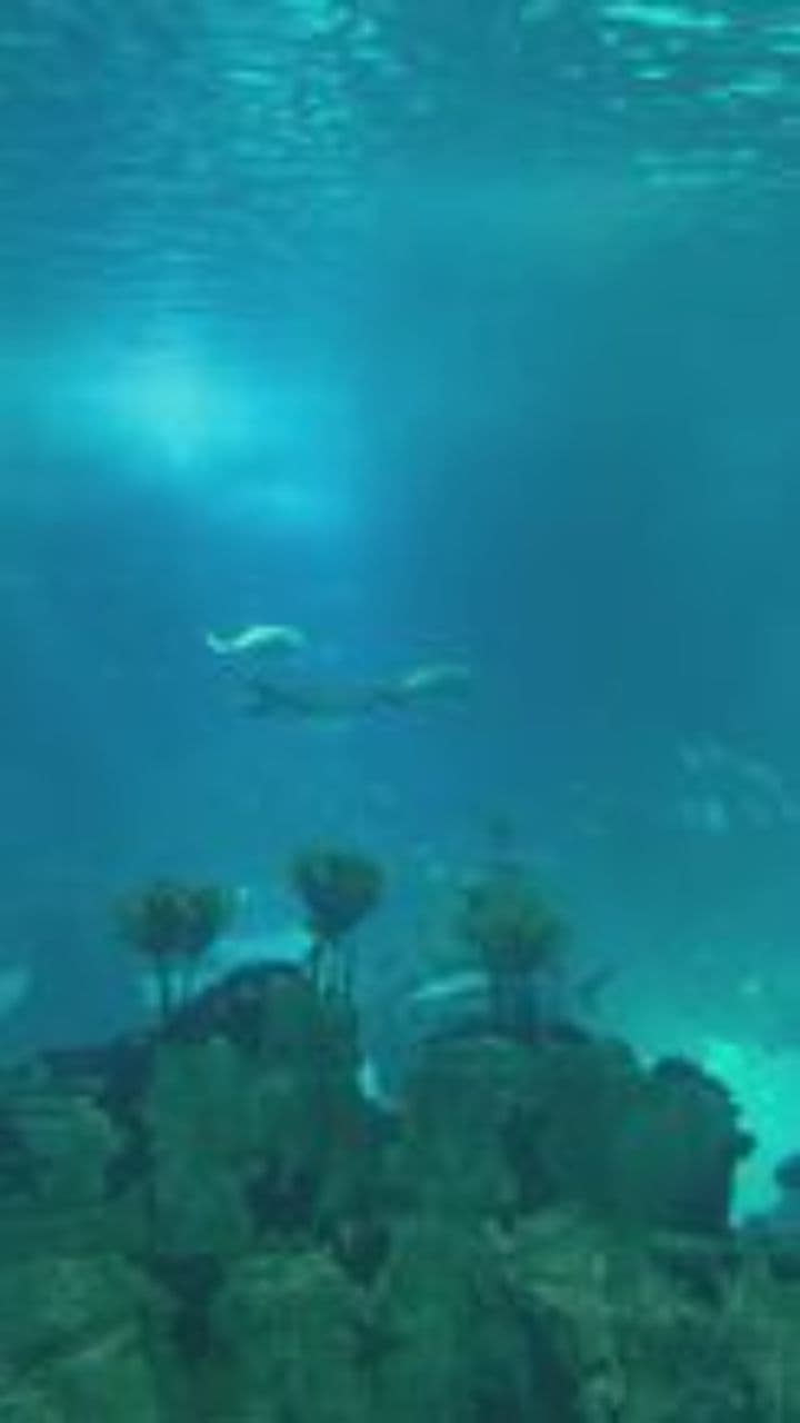 Atlantica's Unlearning Flight