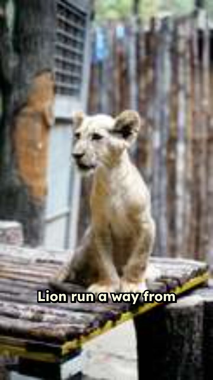 Lion Escapes from Pig