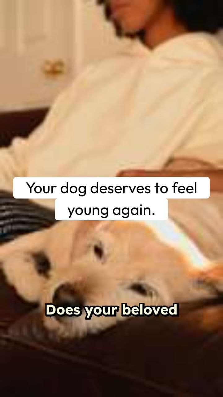 Healthy, Happy Canine