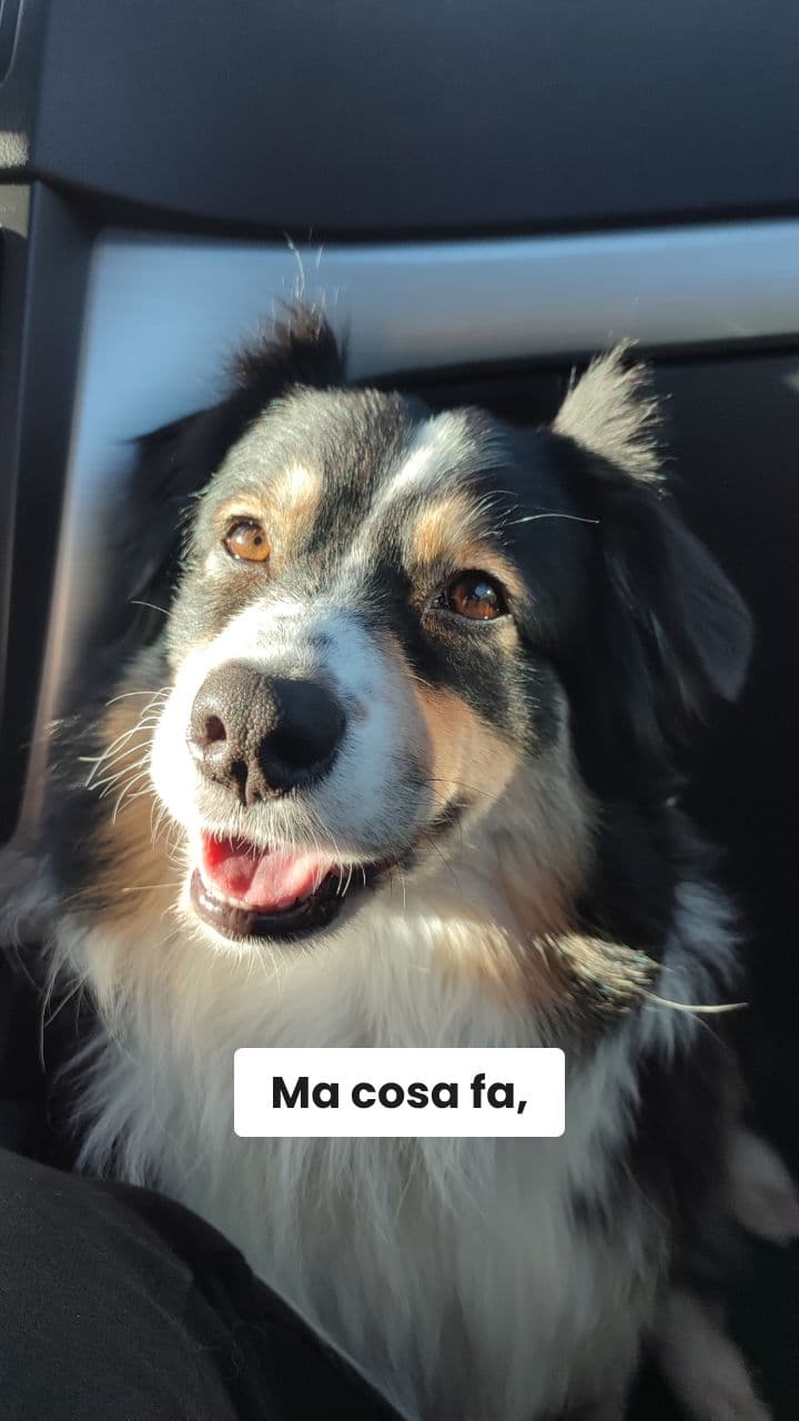 Frekiccino Capuccino: La Danza del Caos