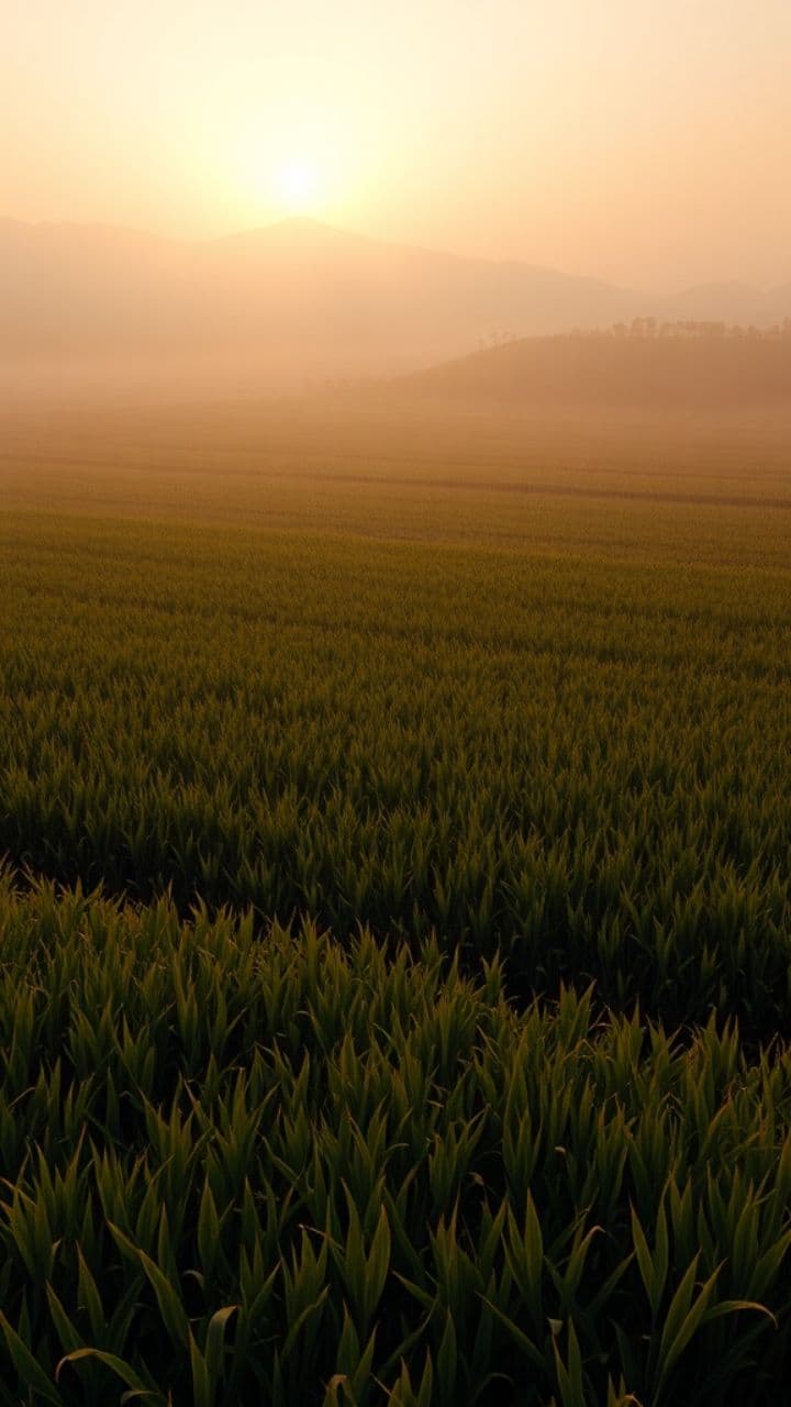 जमीन के सिपाही