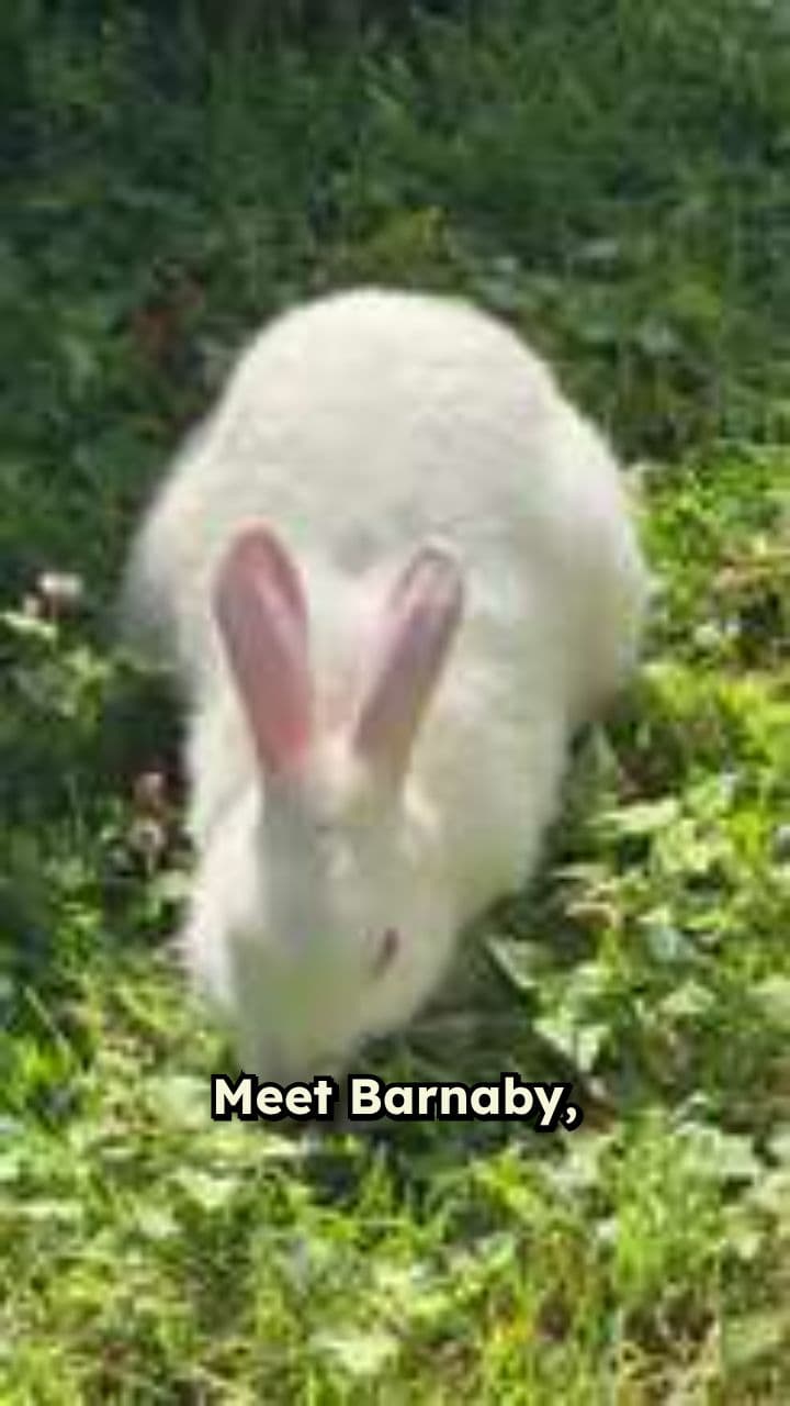 Barnaby's Brave Adventure