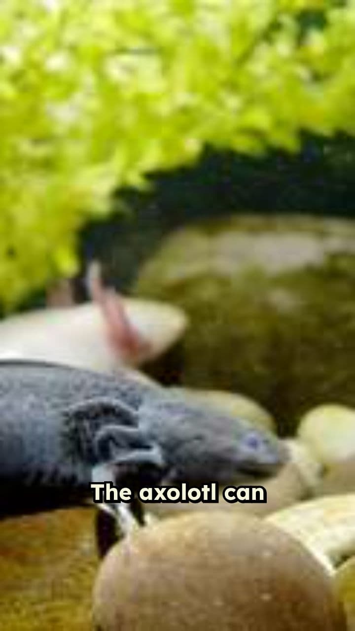 Saving the Axolotl: Secrets of Regeneration