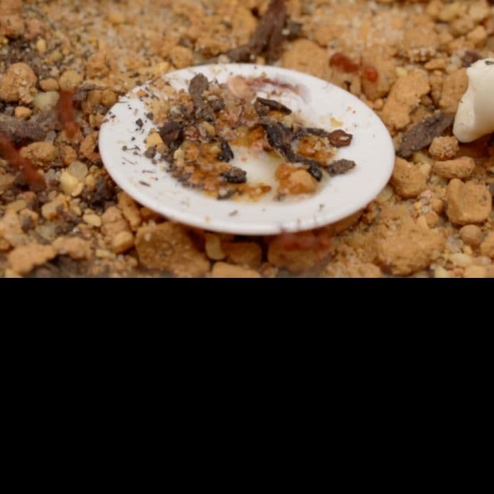 The Rise of the Ant Empire