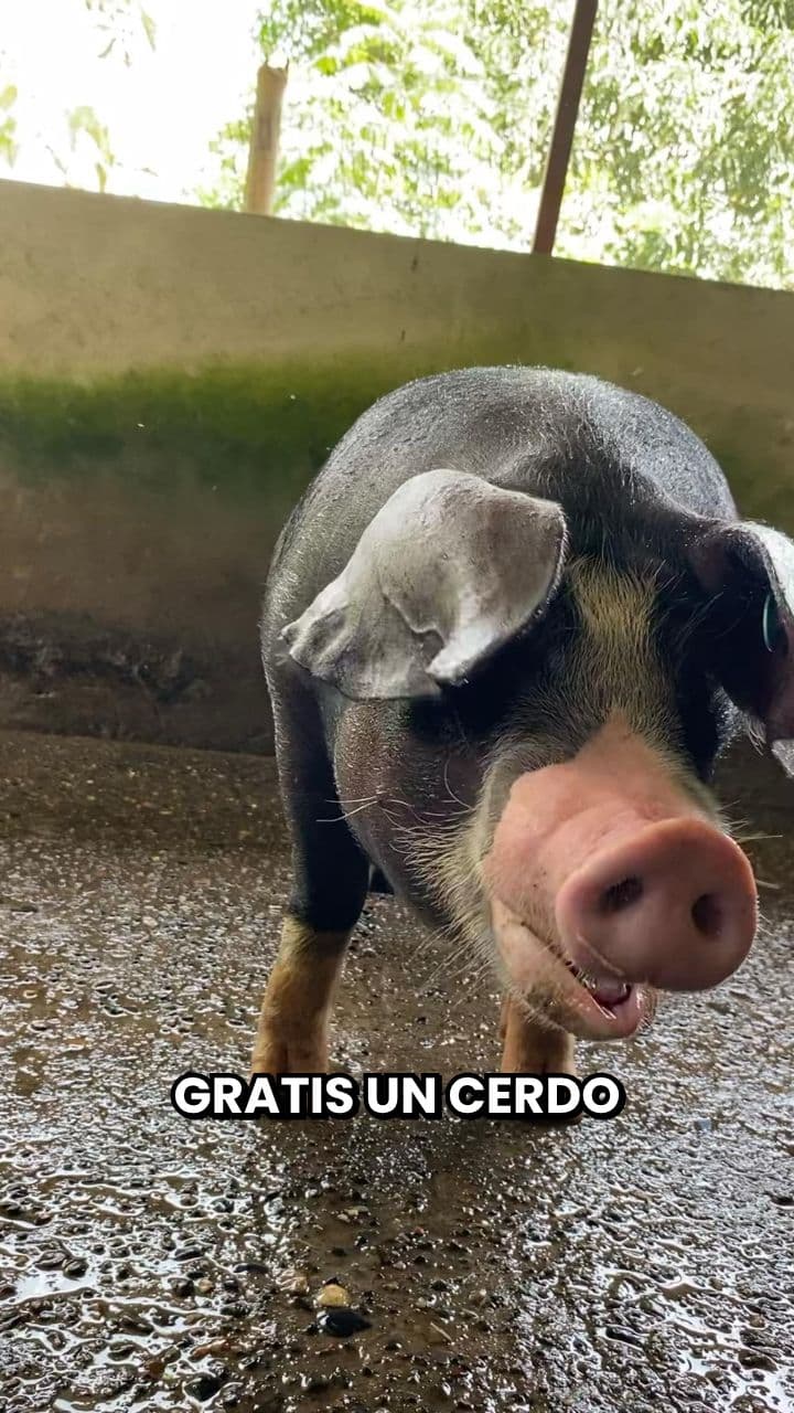 La cena épica del cerdo asado