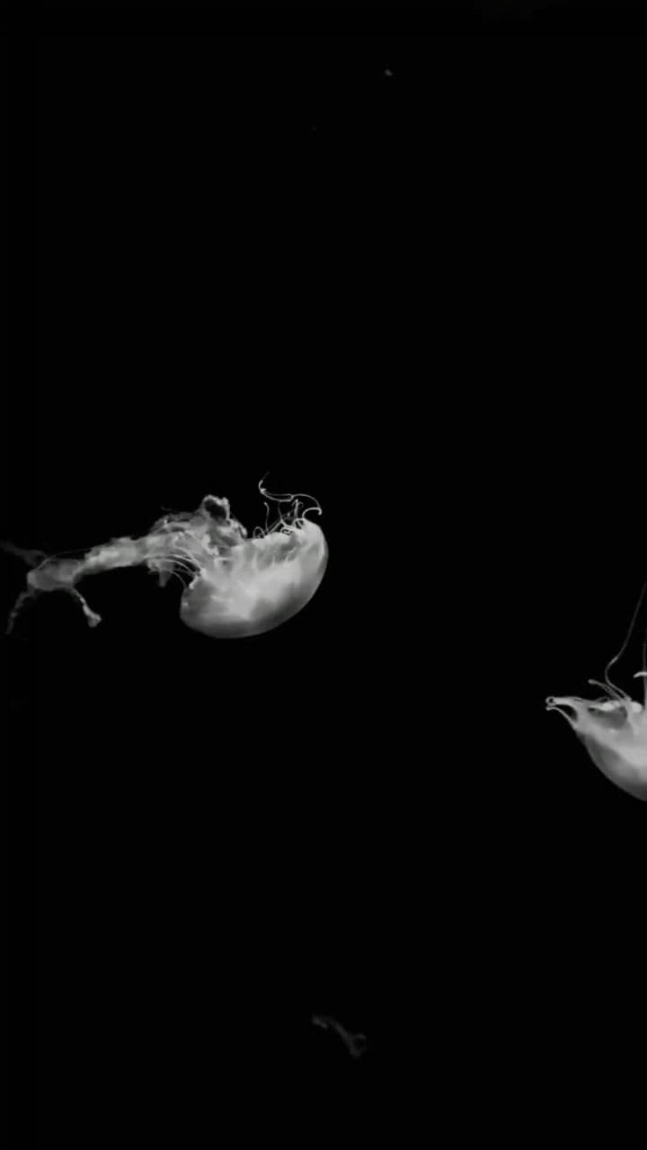 Jellyfish: Nature's Instinctive Drifters