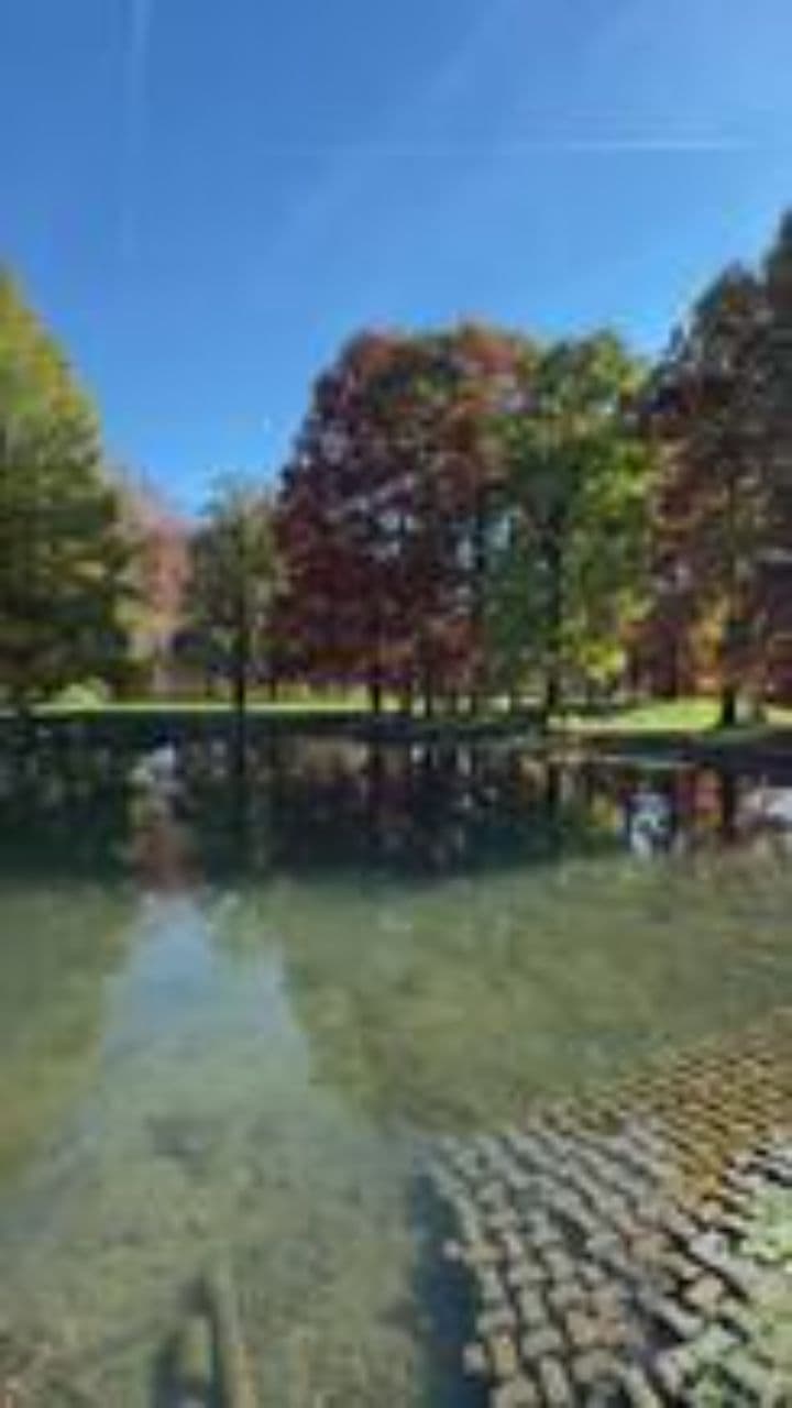 Frisbee Dogs: Joy in Flight