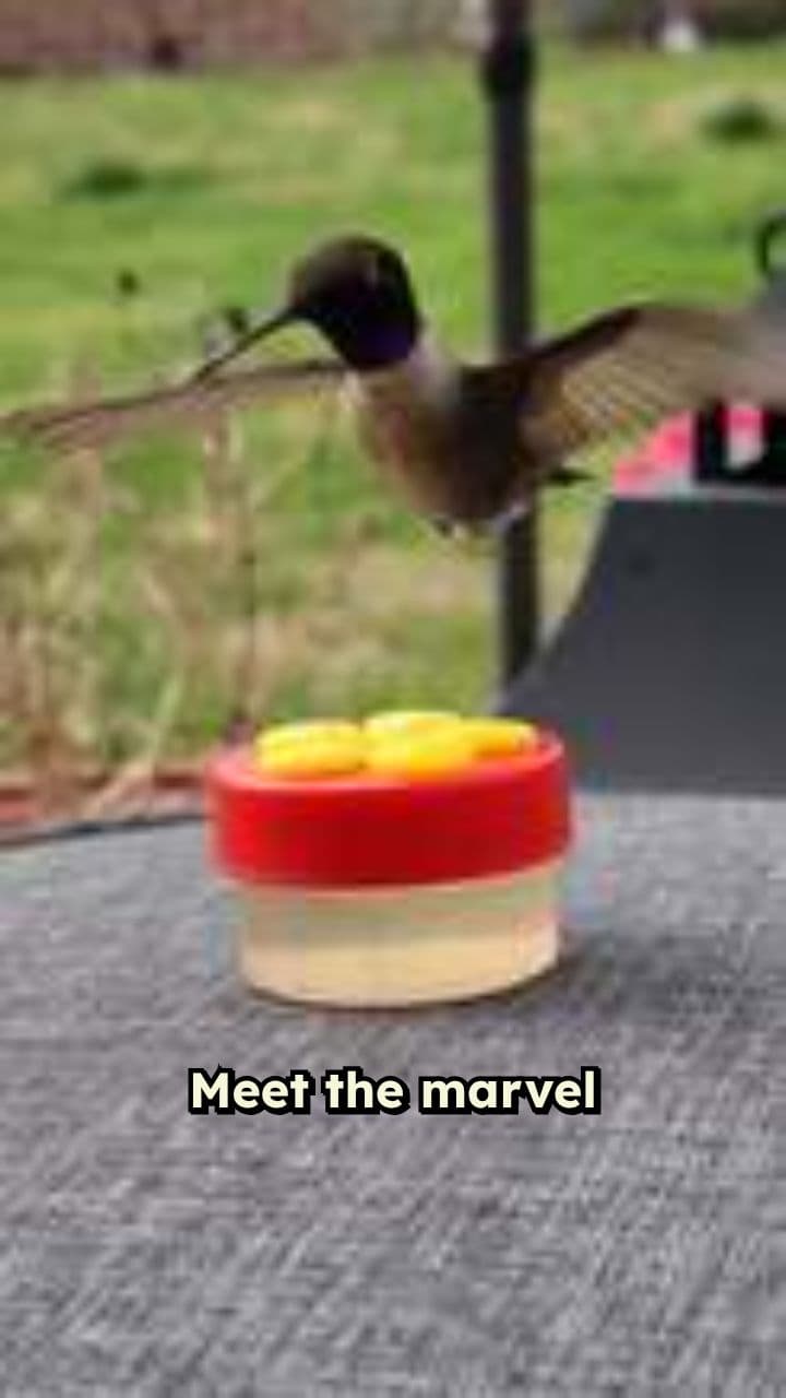 Hummingbirds: Tiny Masters of Flight