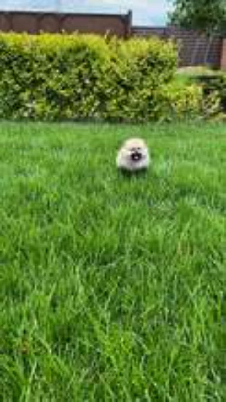 Borisito: The Rhythm of Cuddles