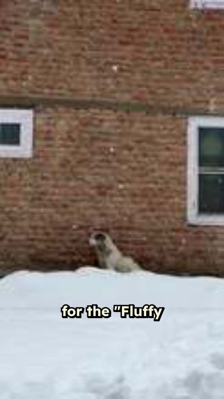 Cozy Winter Pet Bed for Your Furry Friends