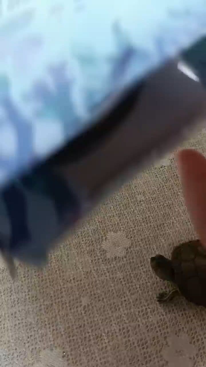 A Love Story in Full