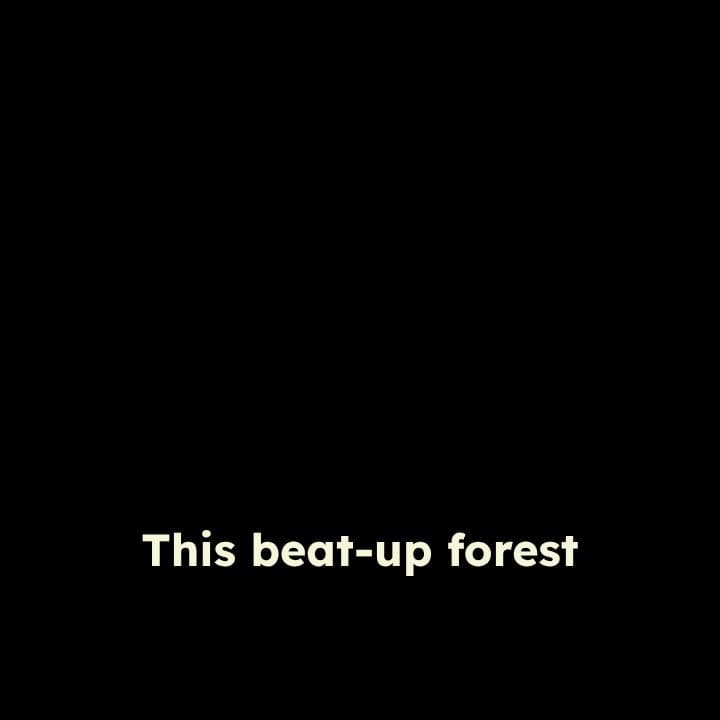 From Stray to Spoiled: A Cat's Journey