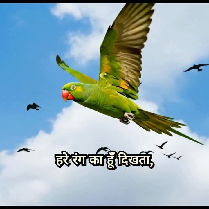 The Cute Parrot Walk