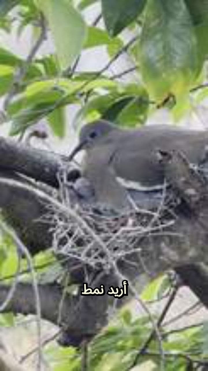 حياة الحمامة بين الطيران والتكاثر