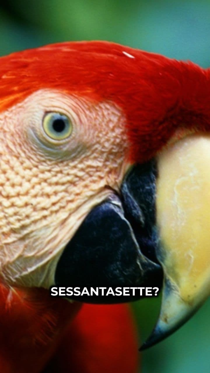 Macarono Rosso: Il Meme Impazzito