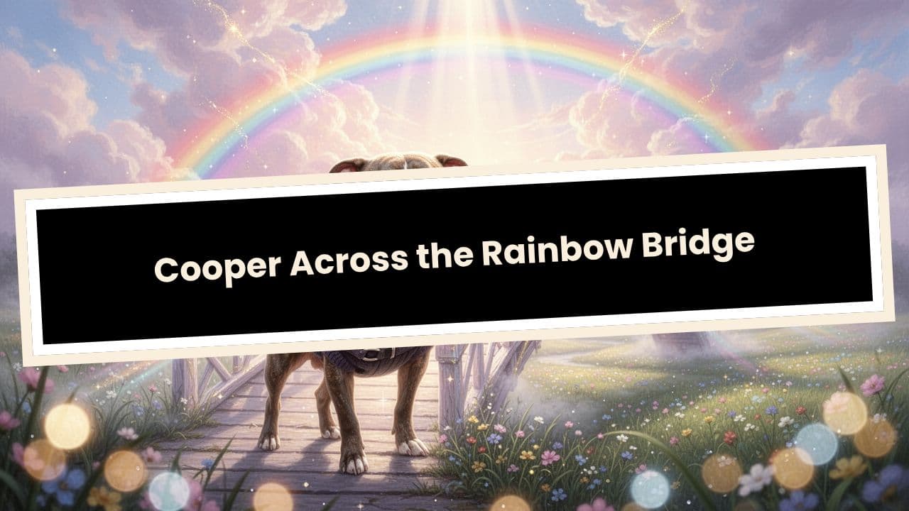 Cooper Across the Rainbow Bridge