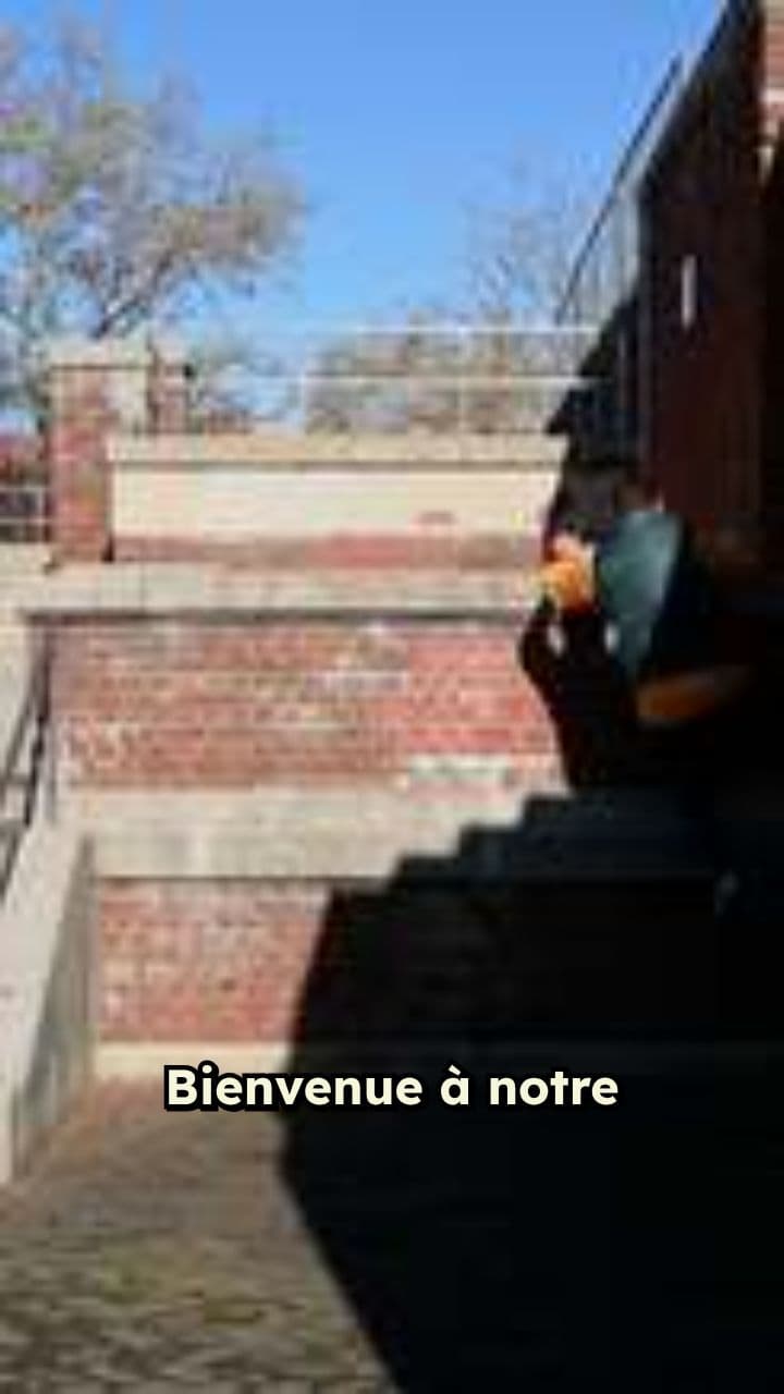 Malinois vs Amstaff: Le Face-à-Face Ultime