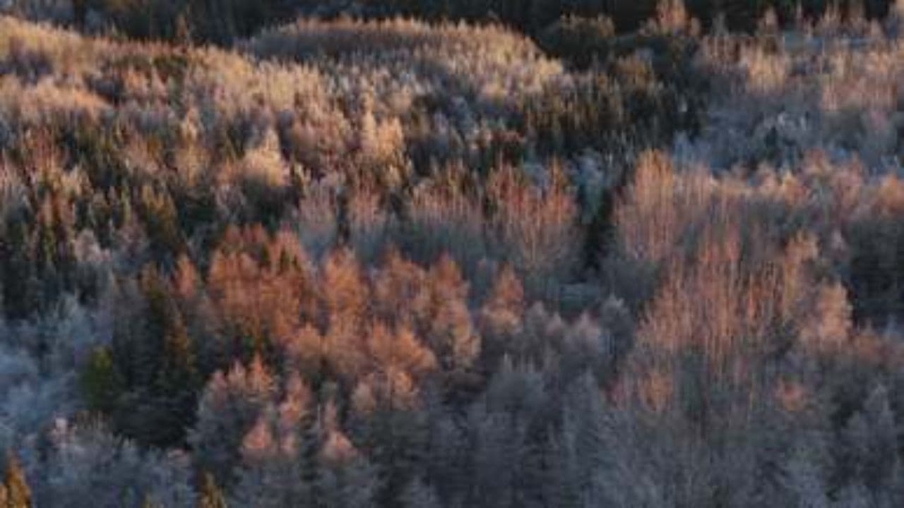 Muddel, mein Weihnachtswunder