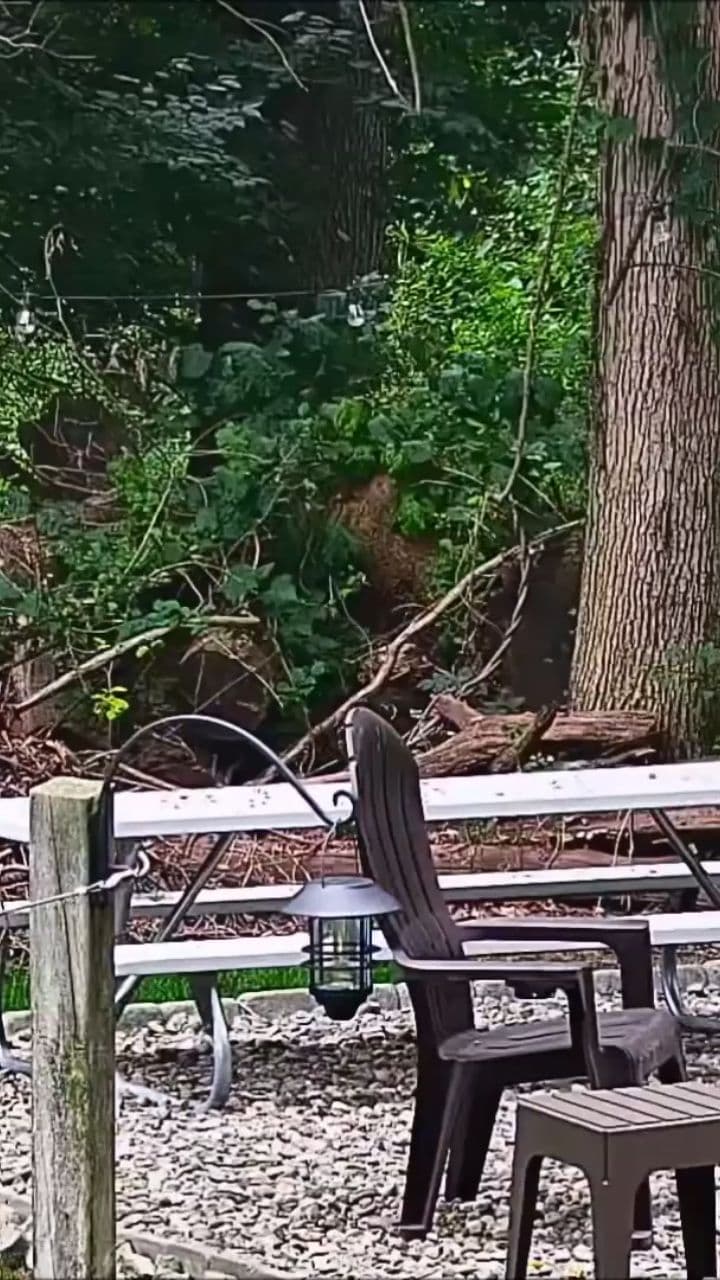 Thanksgiving Dinner with Animals