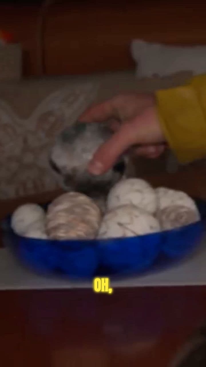 Will This Cheetah Bite Me?