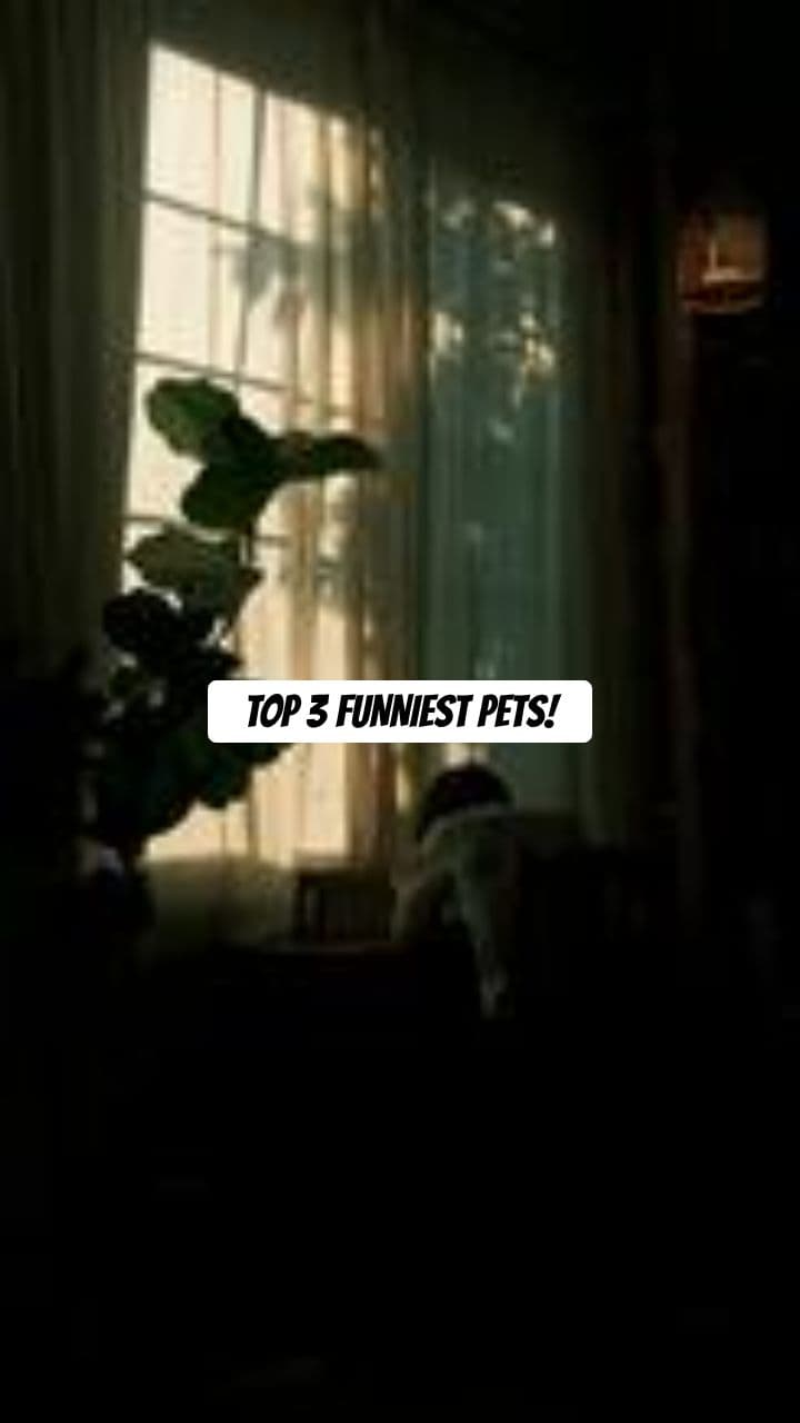 Ranked: Funniest Pet Moments