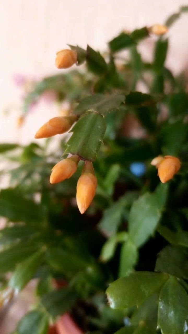 Image transform video