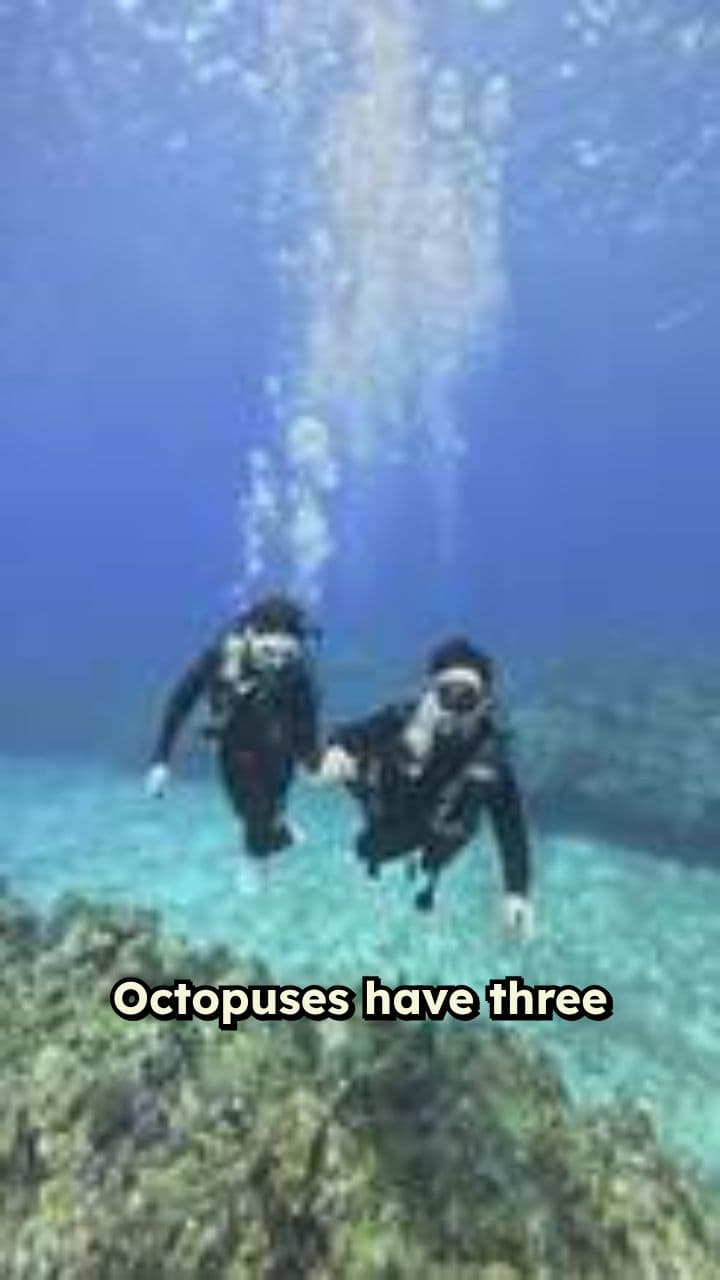 Octopuses Can Stop Their Own Heart