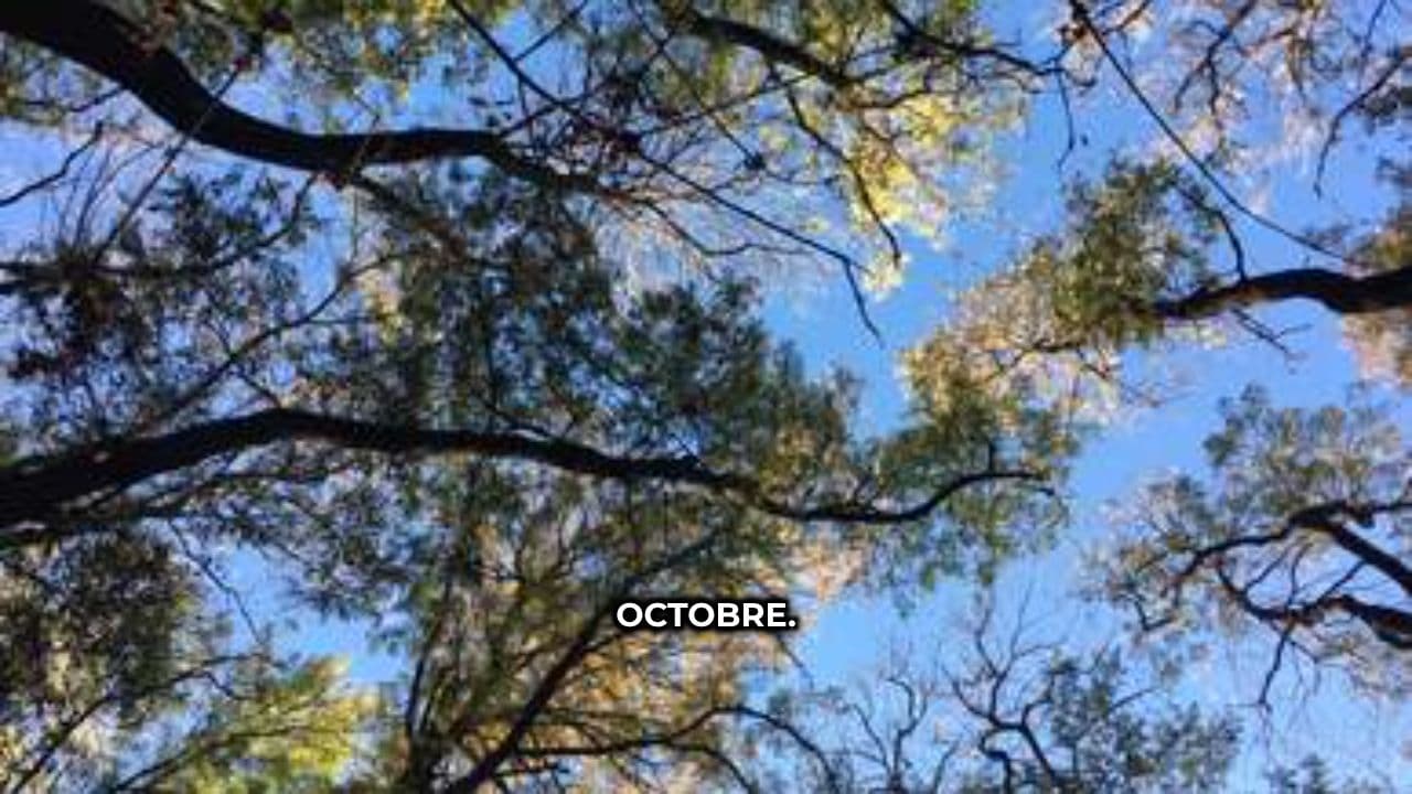 Préparez votre potager d'hiver en octobre