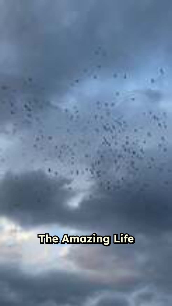 Rosie the Flamingo Chick