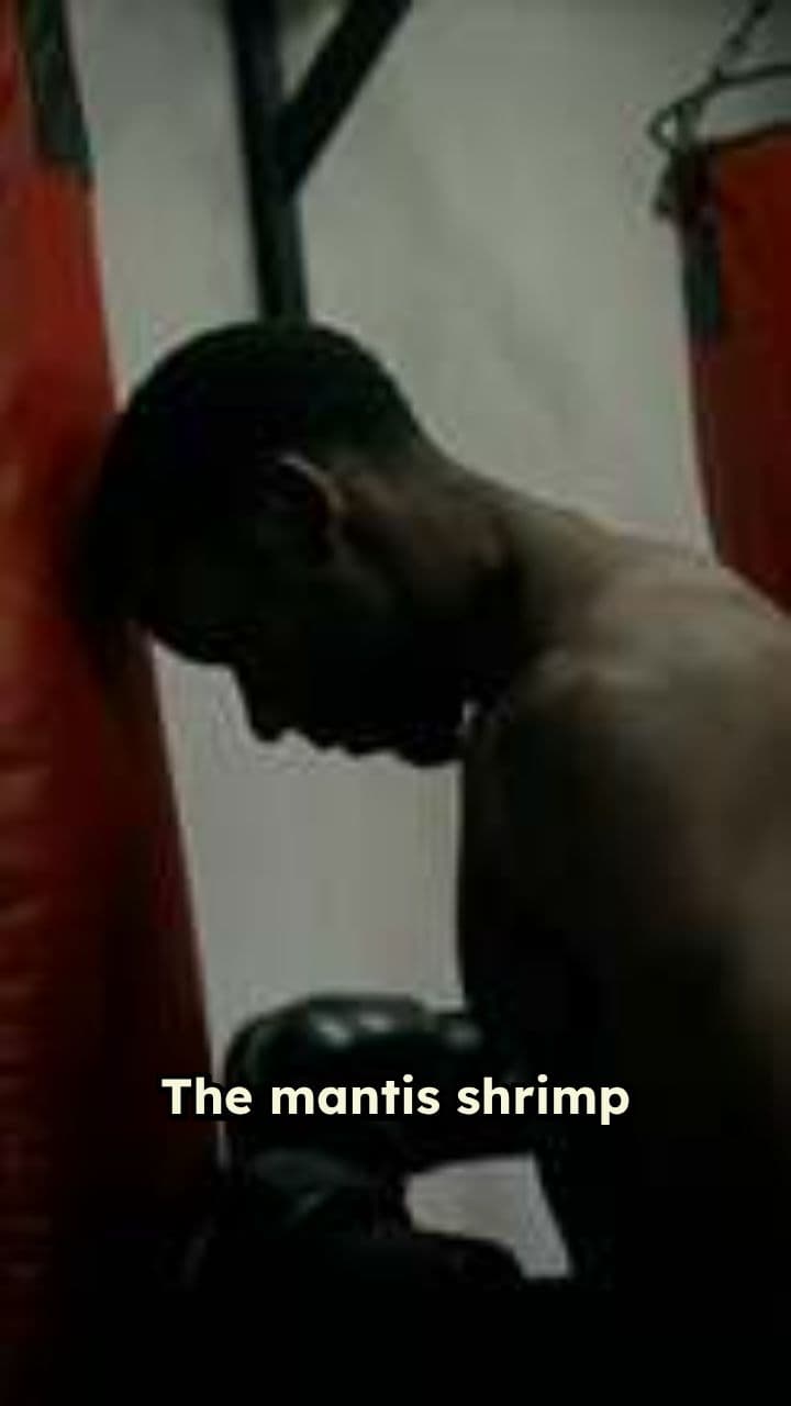 Mantis Shrimp: Nature's Underwater Boxer