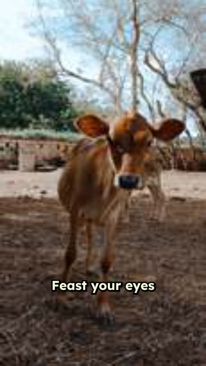 A Calf's Gentle Heart