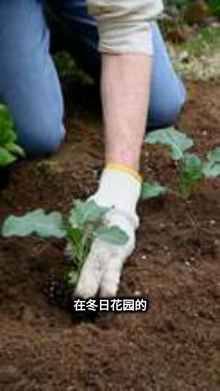 萝卜的温柔健康力