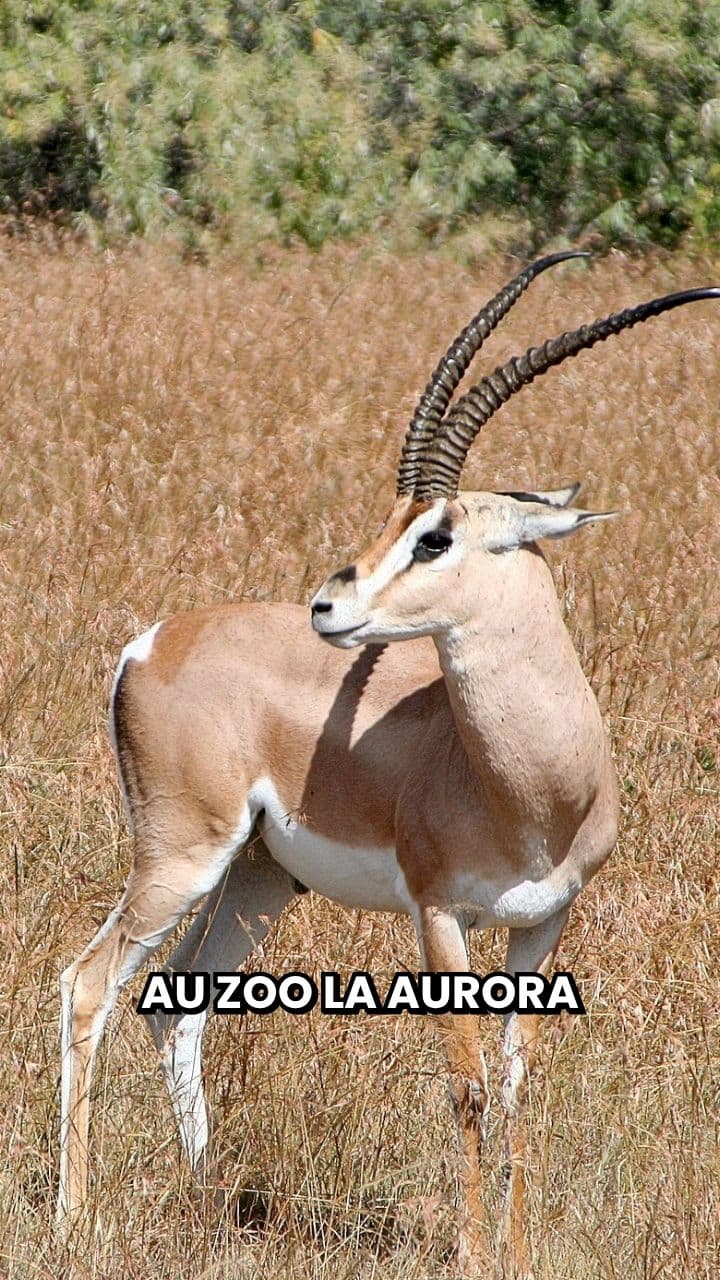 Un éléphant sauve une gazelle au zoo