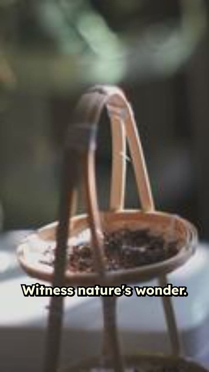 The Life Cycle of a Flower