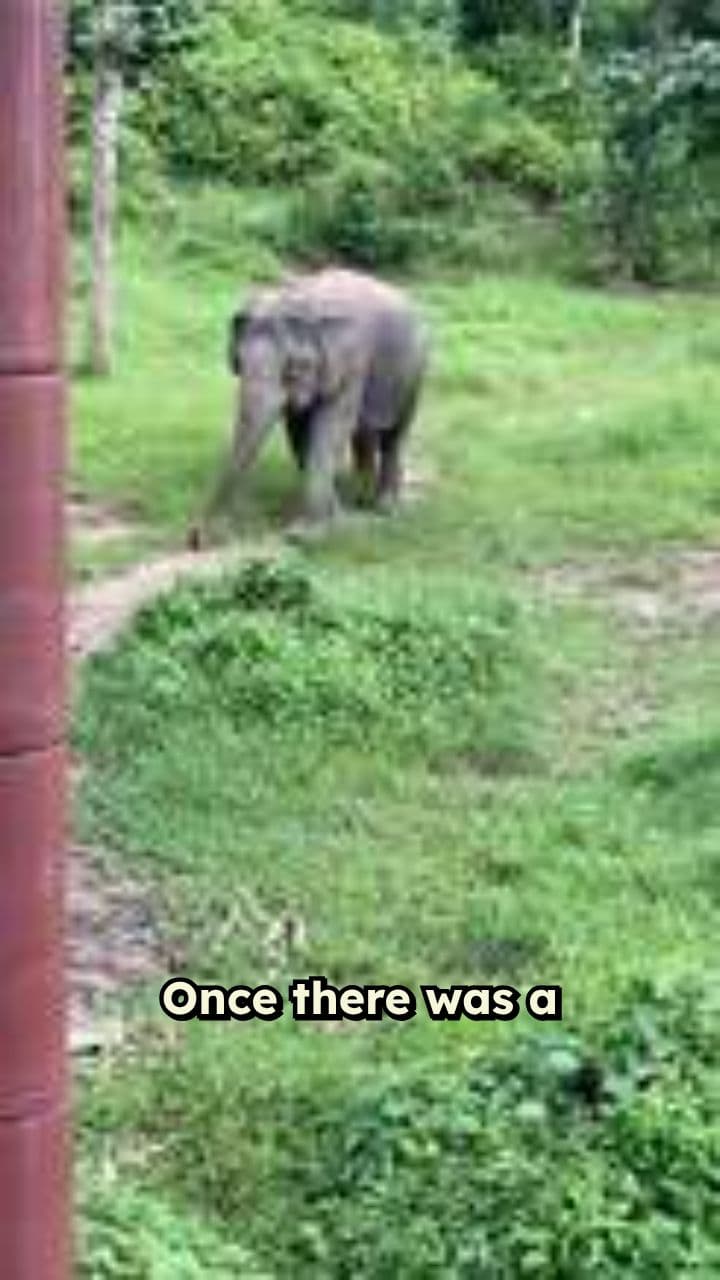 Golu the Little Hero