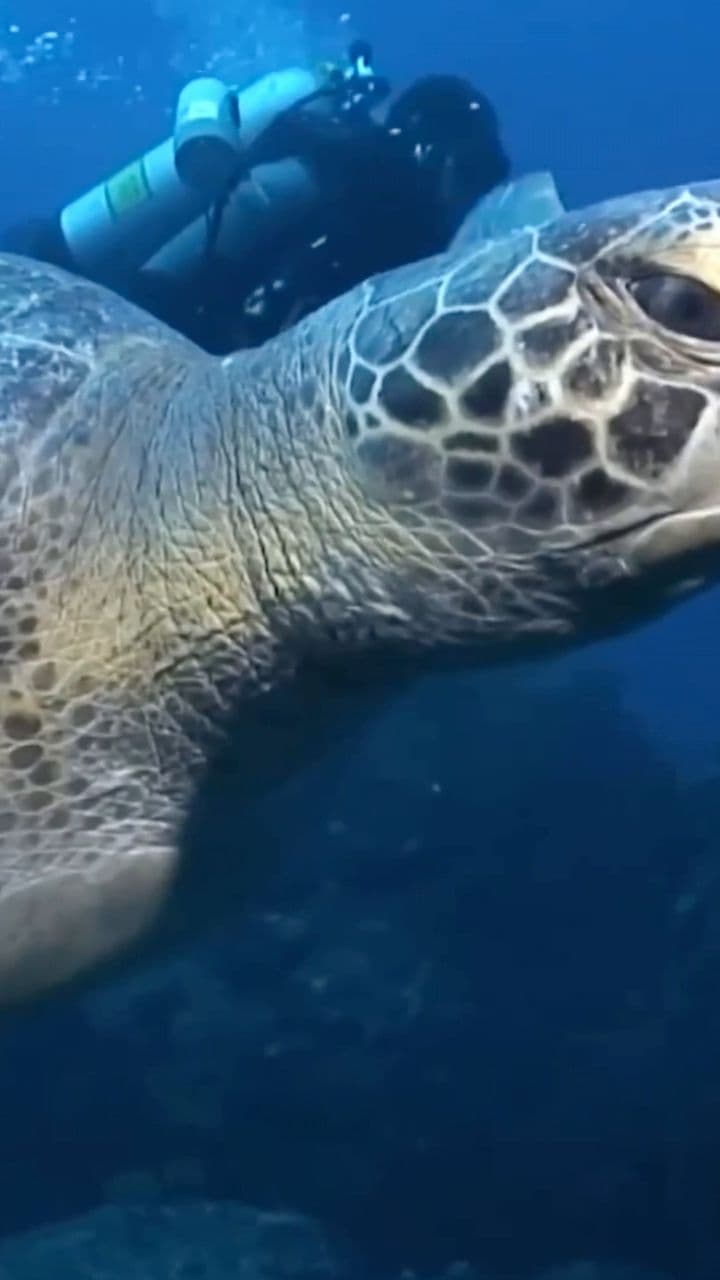 Nature's Magnetic Compass: Turtles' Journey