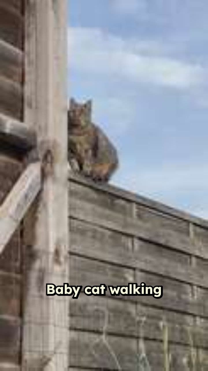 Singing Kitten on the Fence