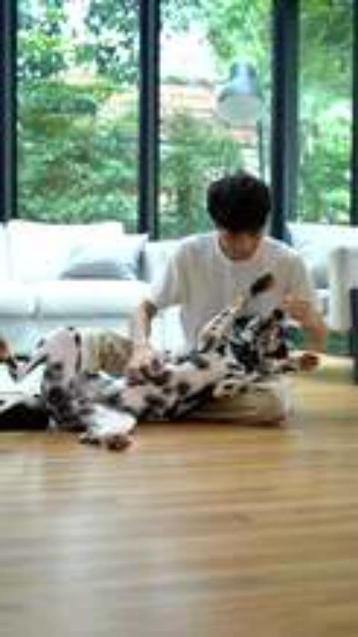 Stop Dog Itching With Organs