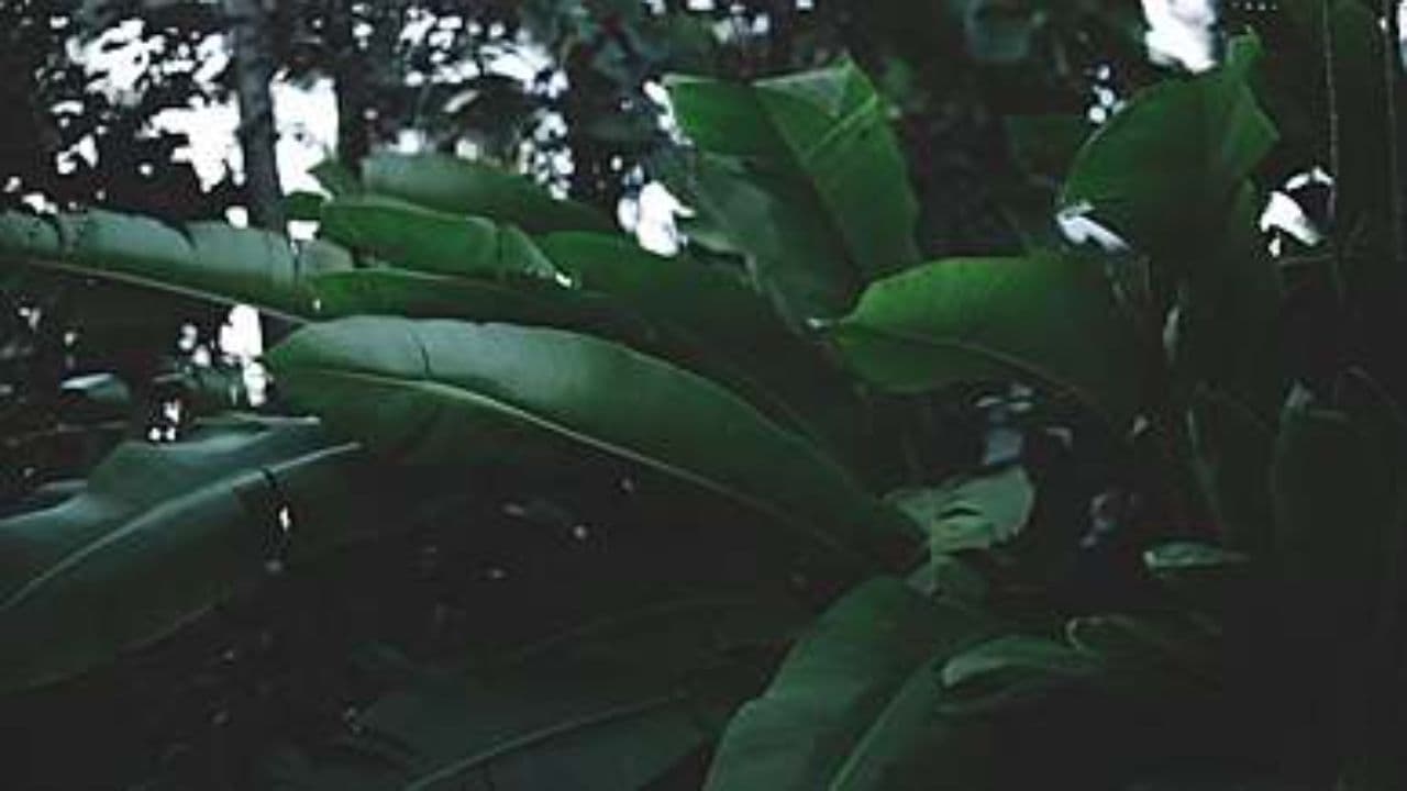 "Dans l'écho de ton amour"