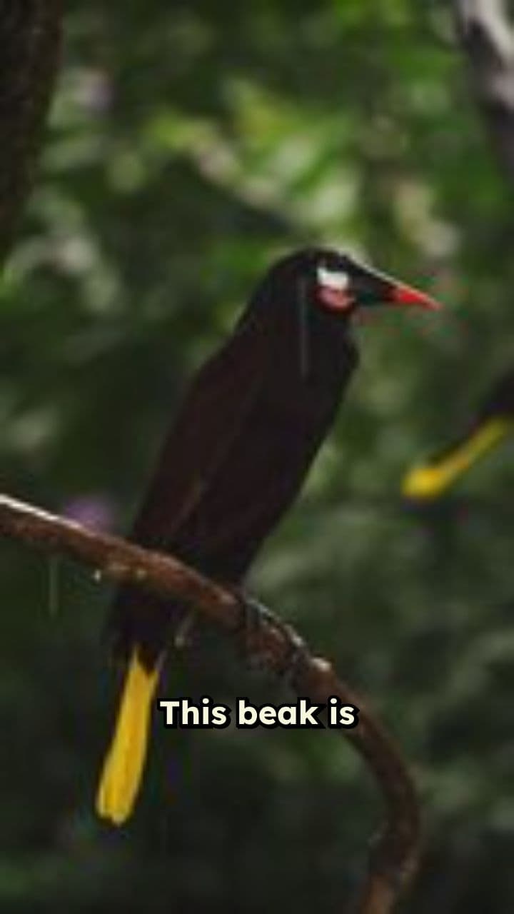 Nature's Master Design: The Toucan Beak