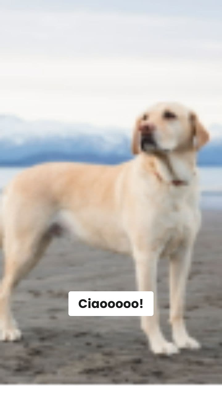 Dogolilo Broccolilo's Brainrot Quest