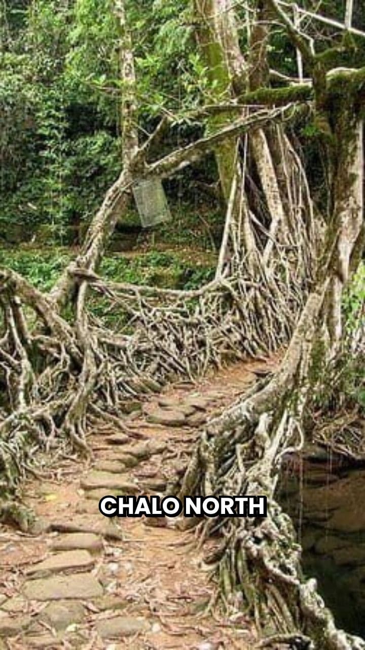 मामाजी के साथ मोमोज़ का मज़ा