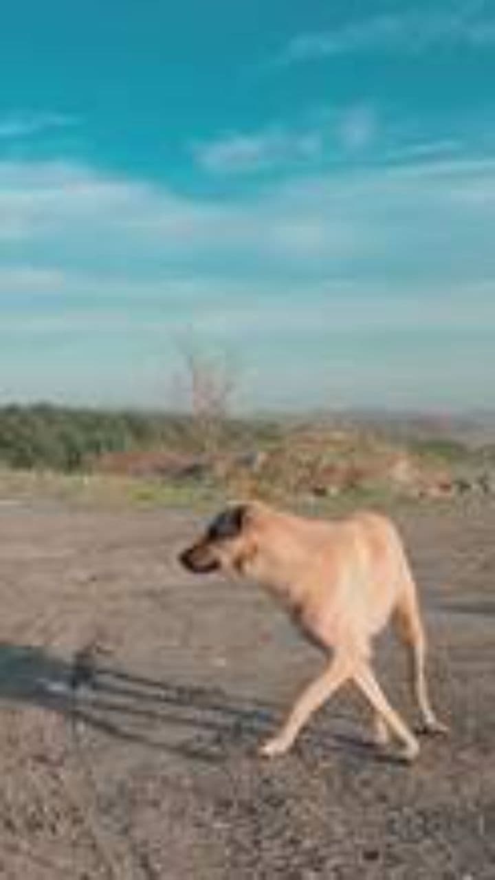 Why Your Hedgehog is in Danger