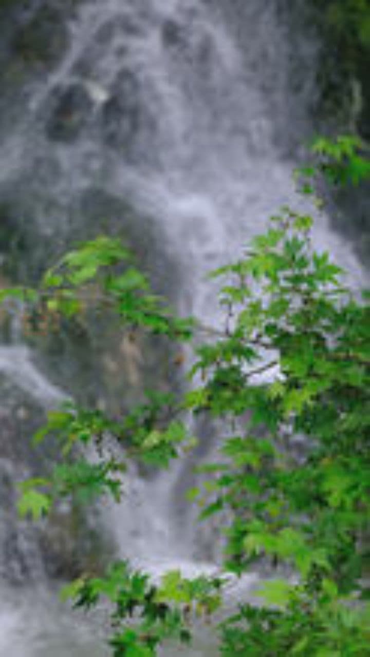 Birthday Hippo Transformation